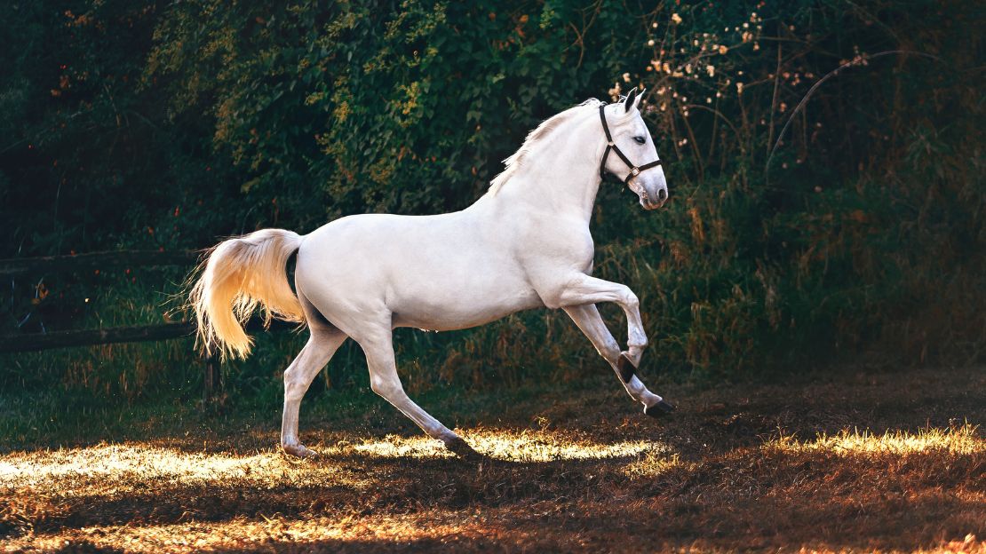 good names for western horse