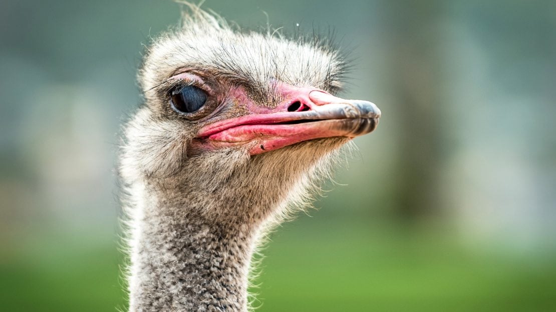 good ostrich names