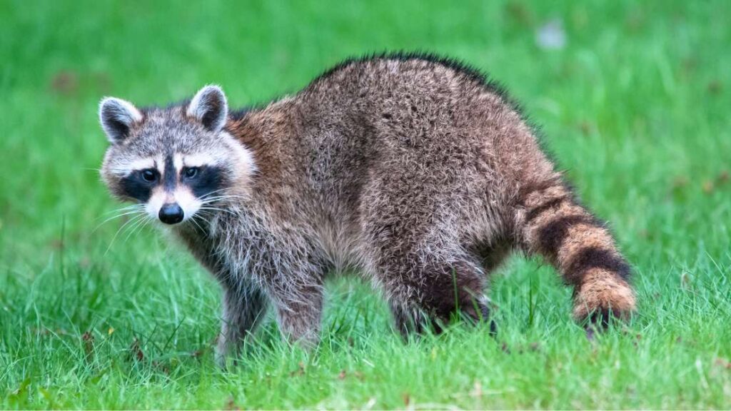 90+ Funny Raccoon Names For Your Mischievous Little Friend