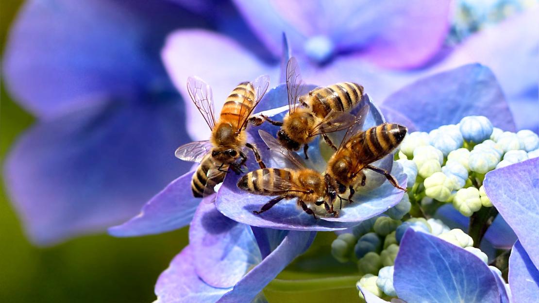 group name for bees