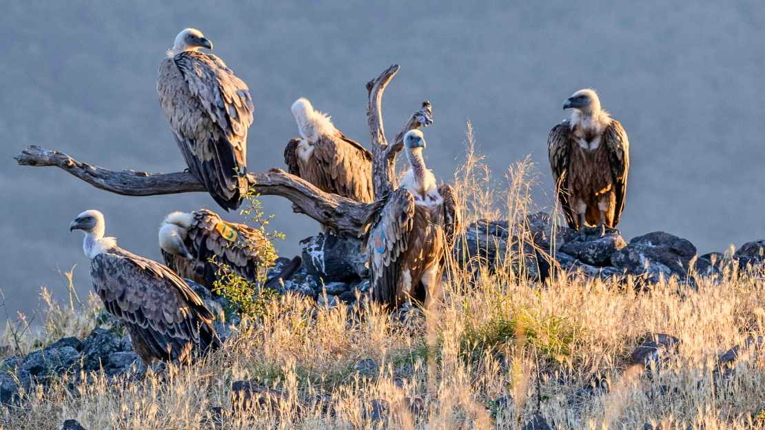 group of vultures name