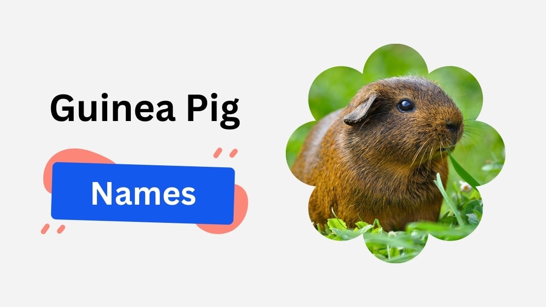 185+ Guinea Pig Names (Cute, Aesthetic, Funny & Meaningful Ideas by Vibe) 1 guinea pig name ideas