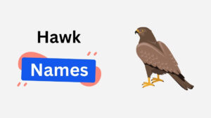 200+ Hawk Names: Creative, Mythical & Funny Name Ideas hawk name ideas