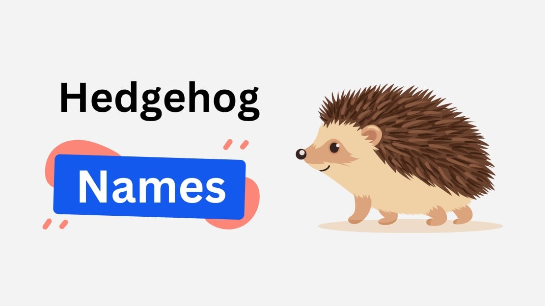 hedgehog name ideas