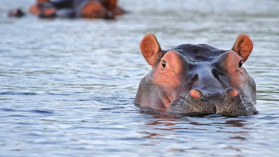 hippopotamus names