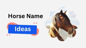 horse name ideas