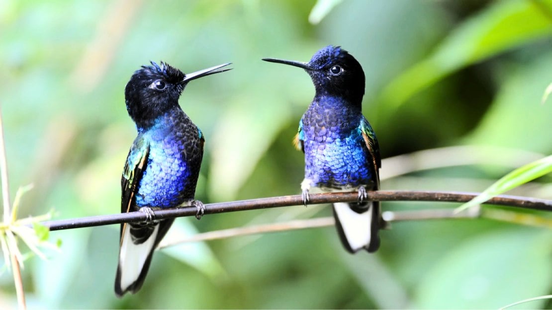 hummingbird scientific name