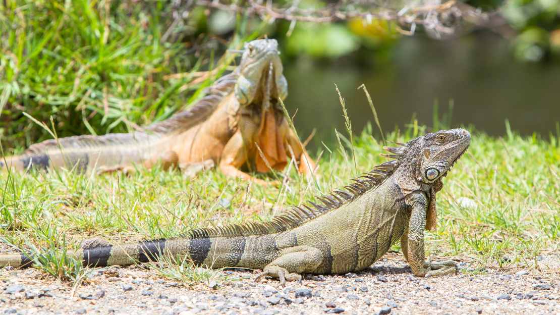iguana latin name