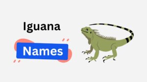 250+ Iguana Names to Celebrate Their Fame, and Exotic Beauty iguana name ideas
