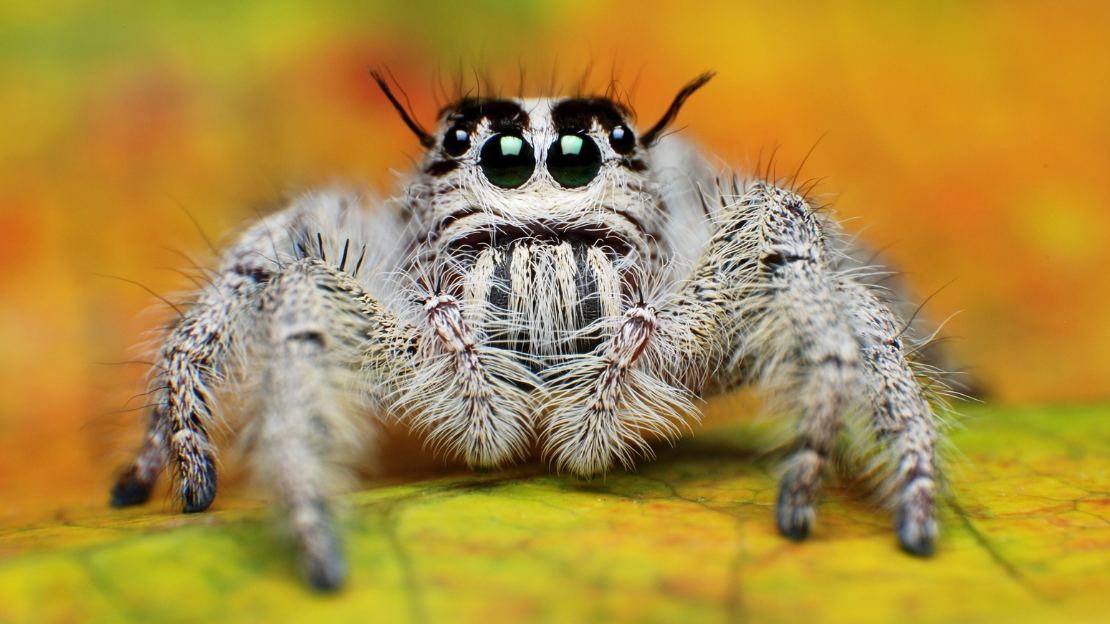 330+ Spider Names with Funny, Awesome, Clever, and Scientific Name Ideas