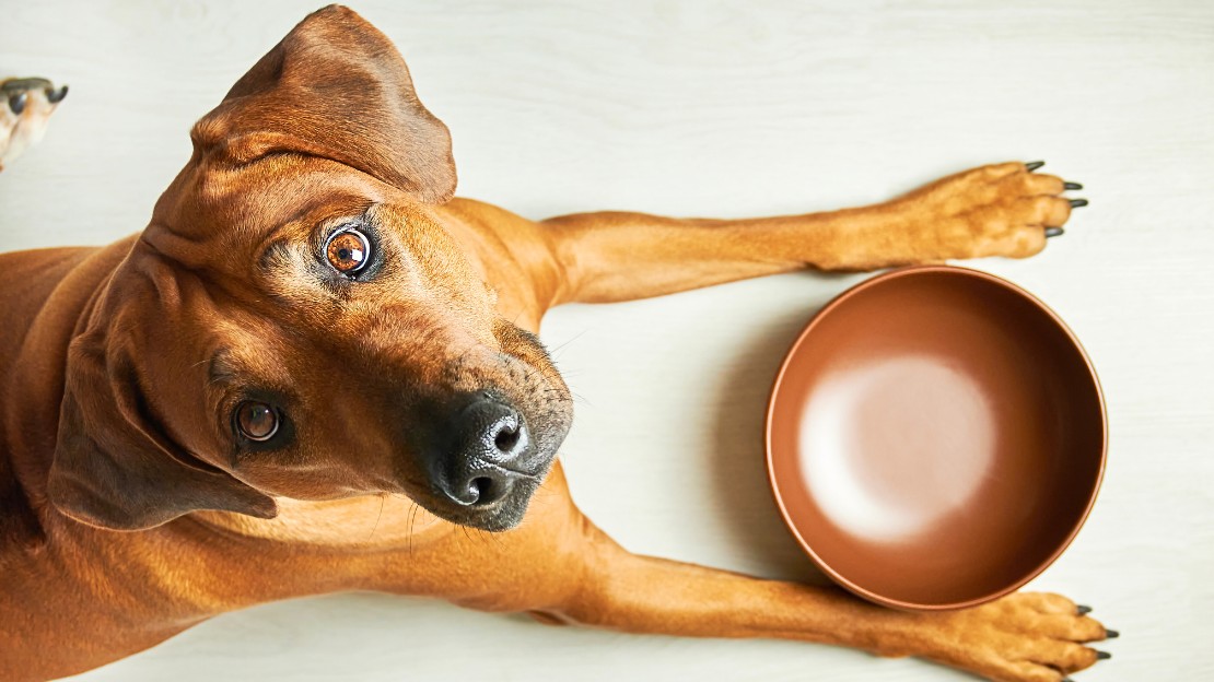 light brown dog names