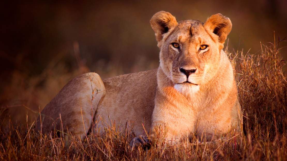 lion king female names