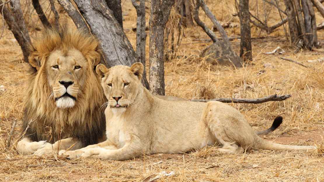 lioness names
