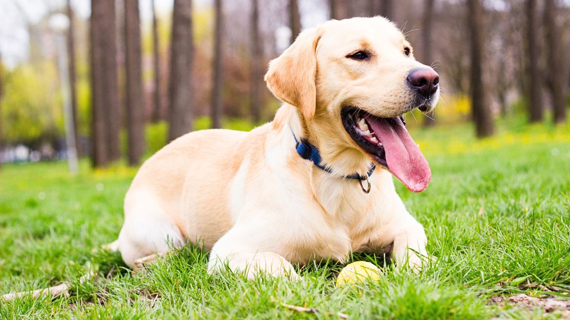 male aesthetic dog names