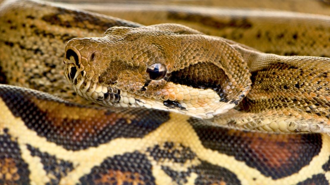 male boa constrictor names