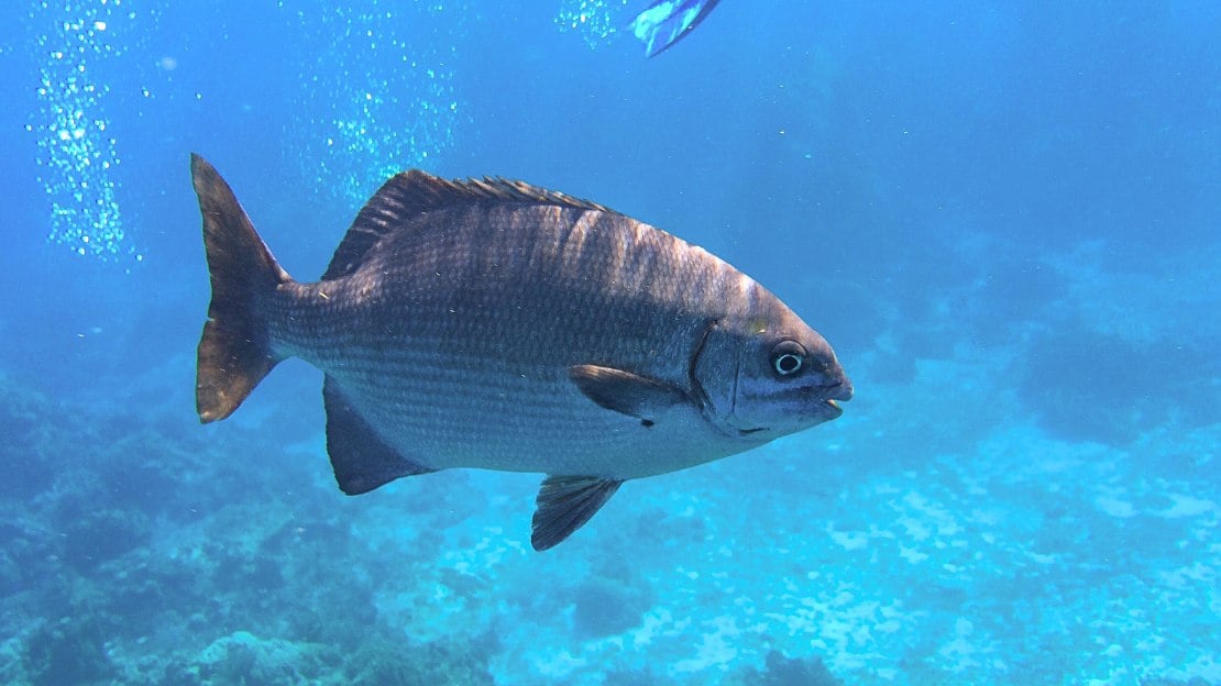 male cute fish names