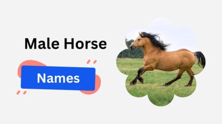 male horse name ideas
