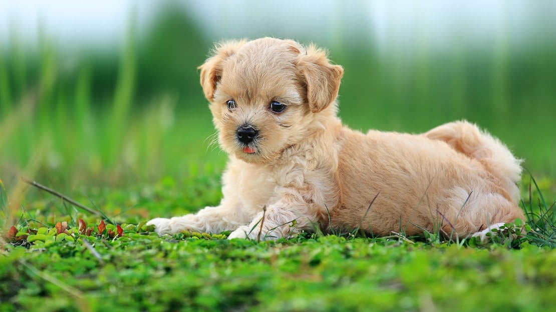 male human names for dogs