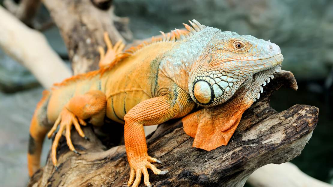 male iguana names