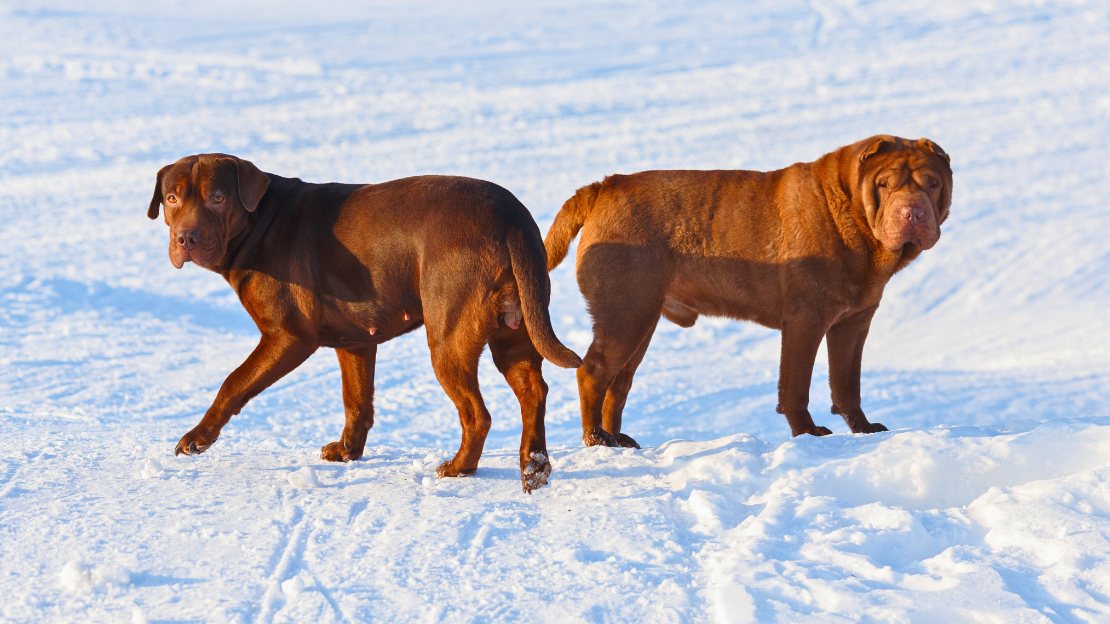 male names for red dogs
