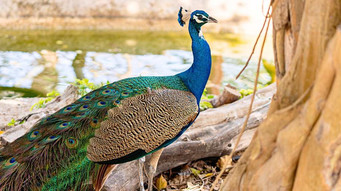 male peacock name