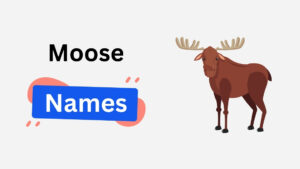 250+ Amazing Moose Names with Famous, and Badass Options moose name ideas