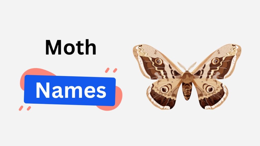 moth name ideas