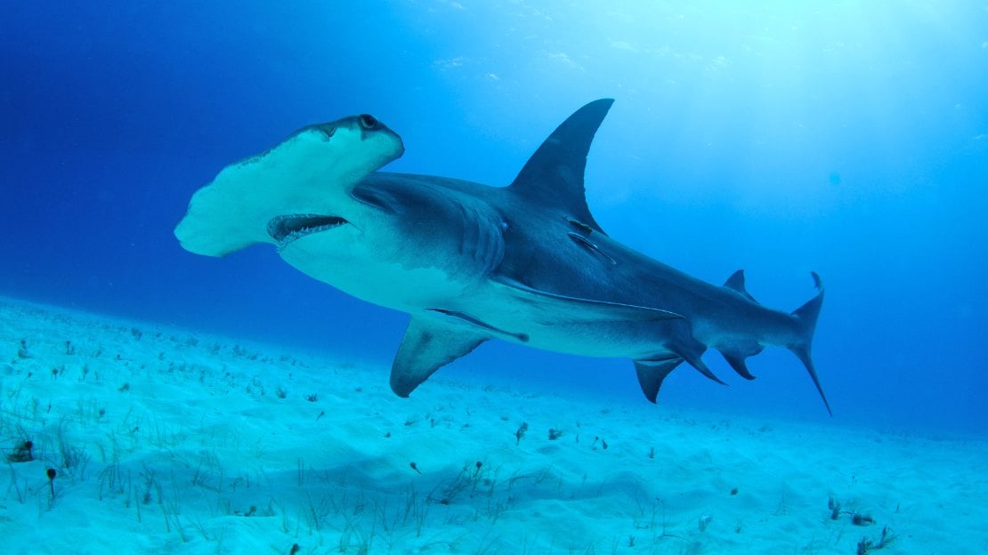 300+ Versatile Shark Names with Famous & Funny Choices 3 names for a shark