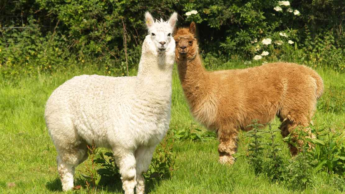 names for alpacas