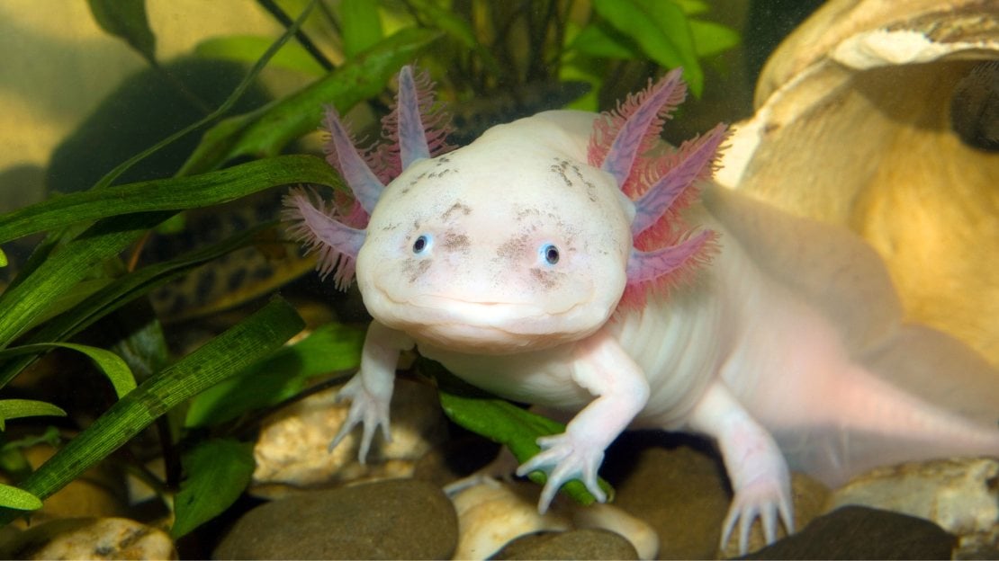 names for an axolotl