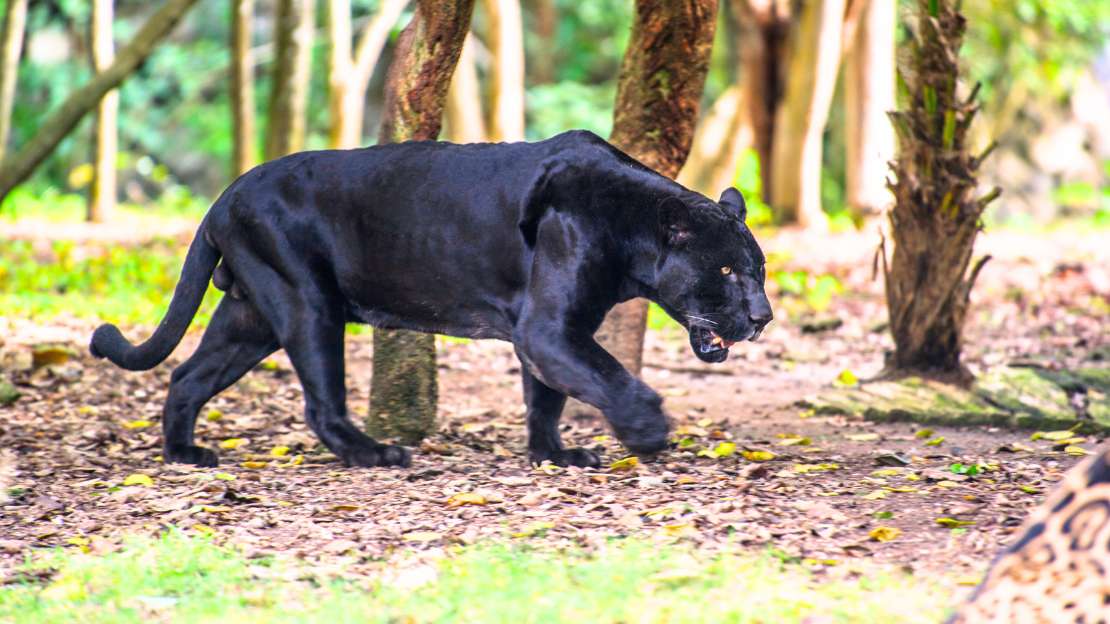 names for black panther