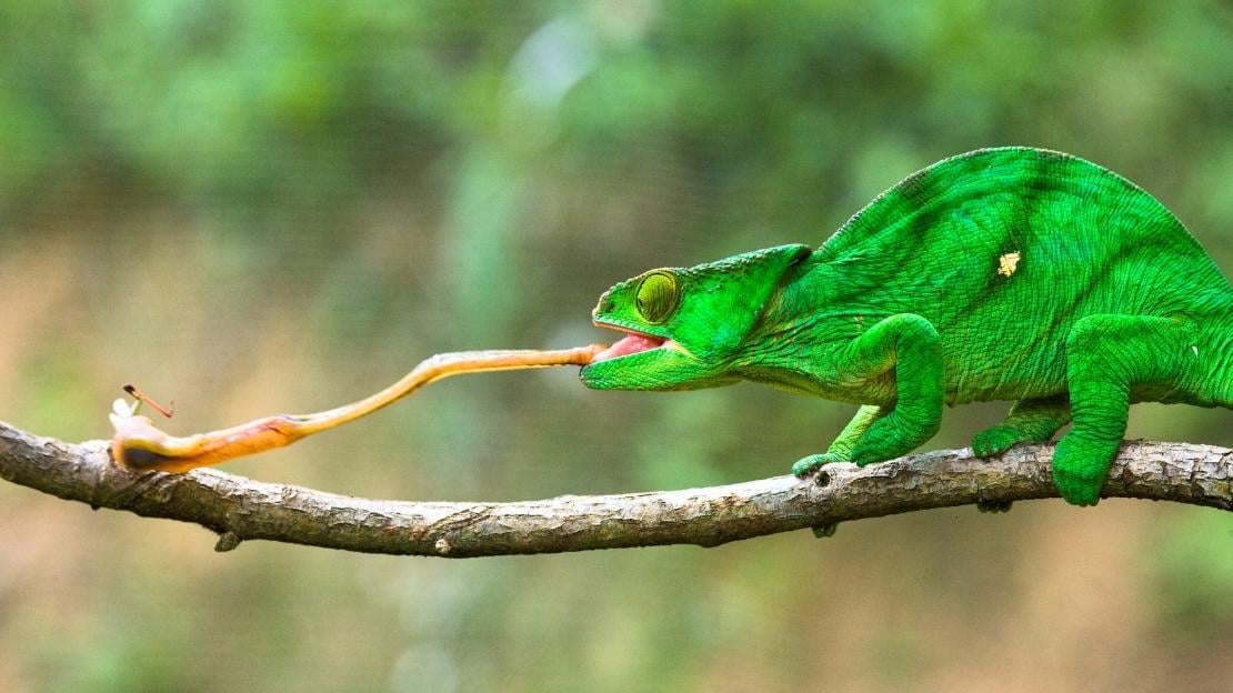 names for chameleons