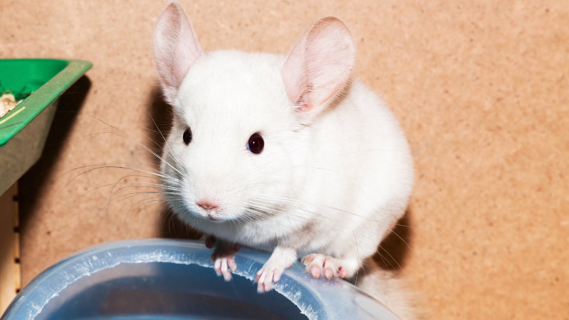 250+ Chinchilla Names with Cute, Funny, and Unique Choices 7 names for chinchilla