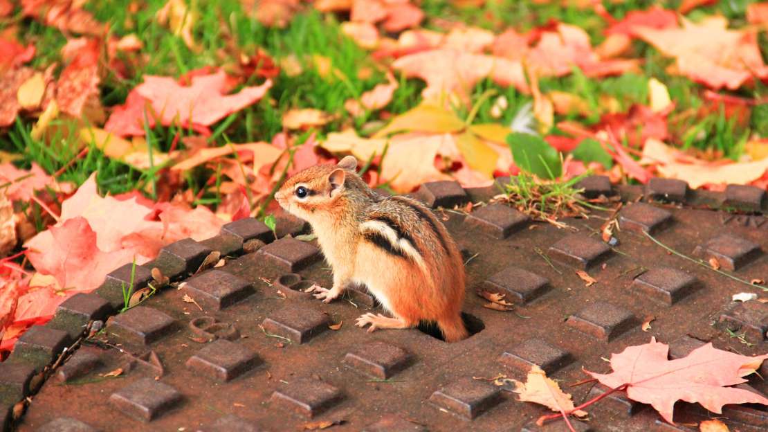 200+ Chipmunk Names: Cute, Cool & Funny Suggestions 12 names for chipmunk