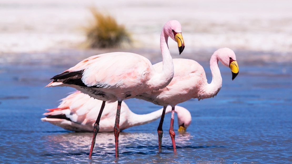 names for flamingos