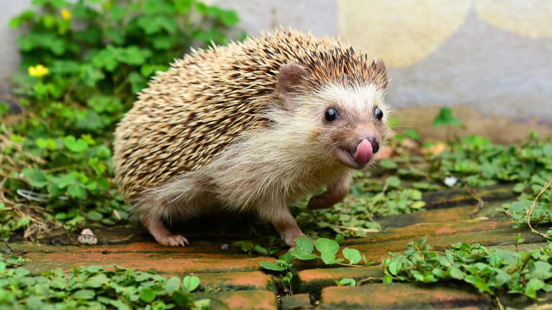 names for hedgehog