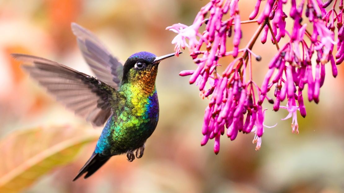 names for hummingbird