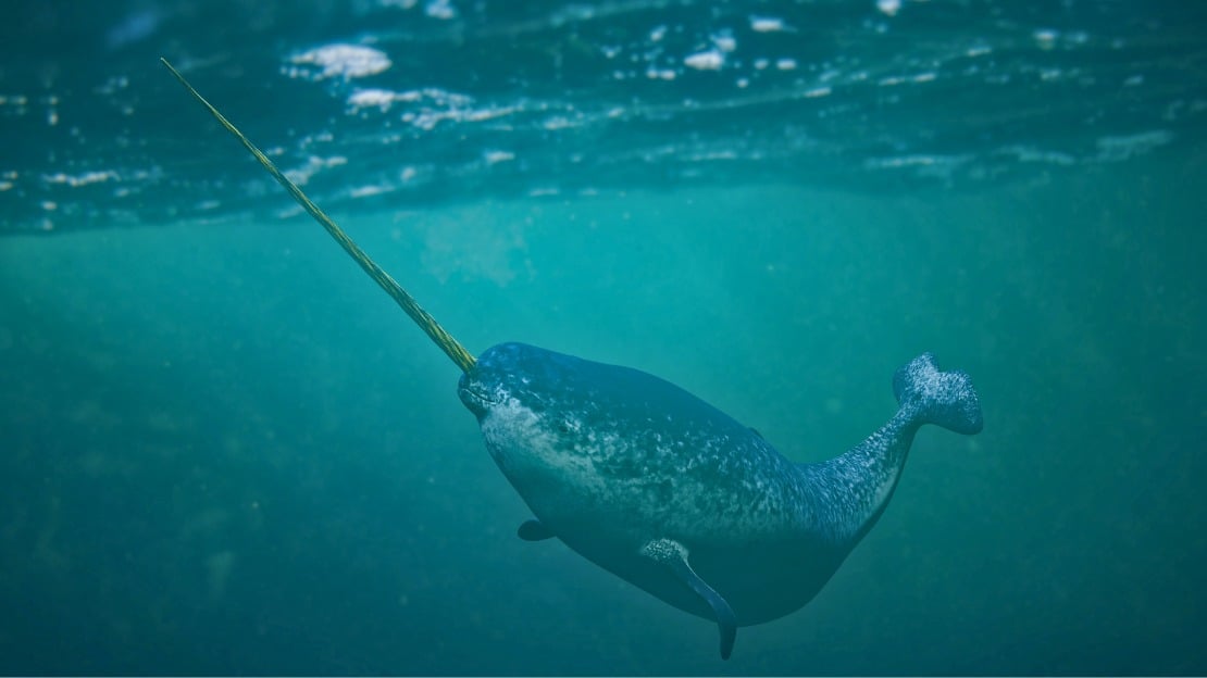 273+ Narwhal Names with Funny, Mythical, Unisex, and Unique Choices 4 names for narwhals