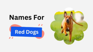 names for red dogs