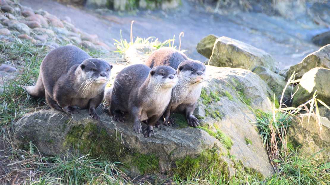 names for sea otters