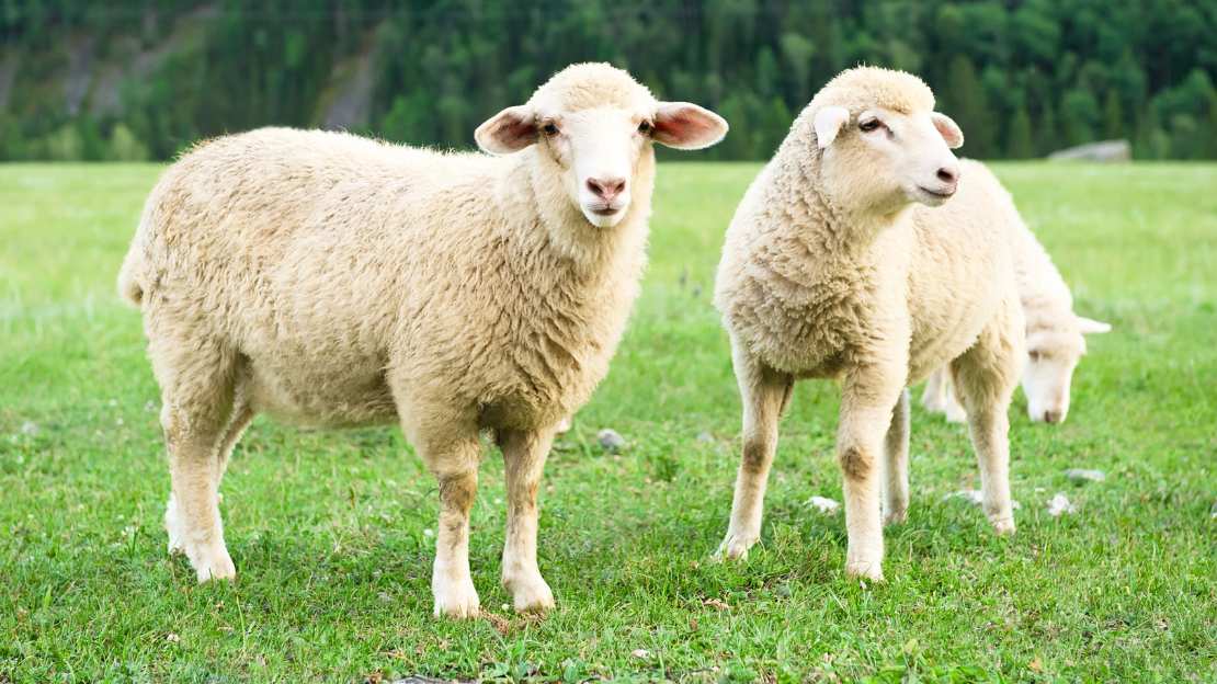 names for sheep