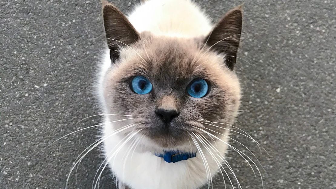 150+ Siamese Cat Name Ideas (Elegant, Aesthetic, Unique & Full of Personality) 4 names for siamese cat