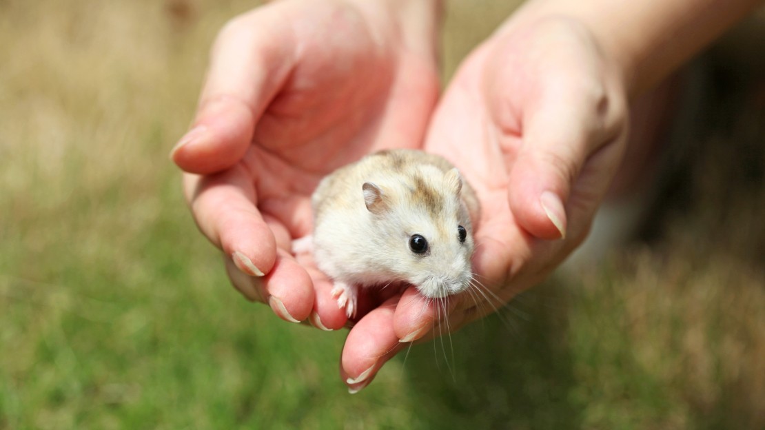 names for small pets