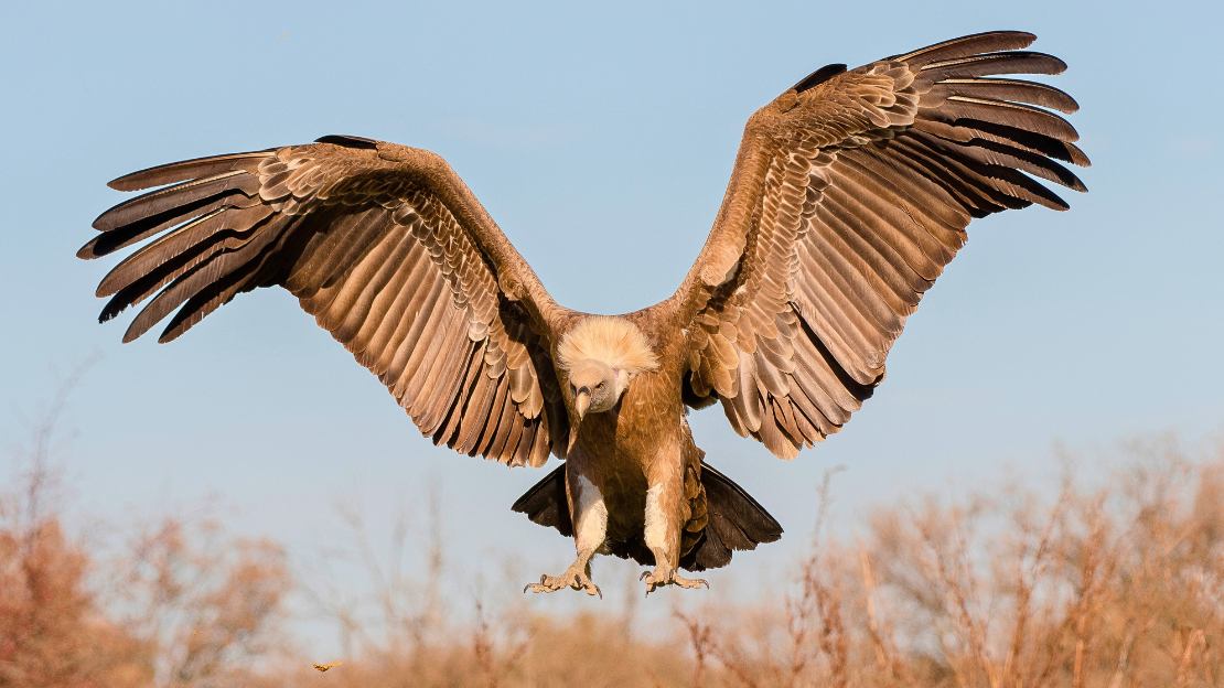 names for vultures