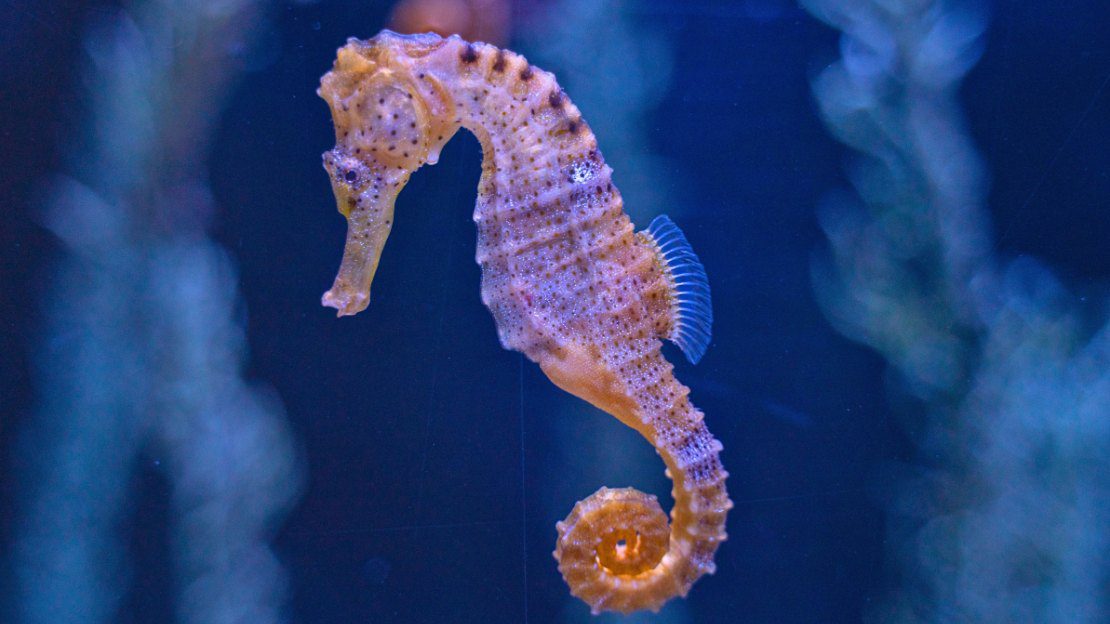 294+ Seahorse Names with Mythical, Scientific, Funny, and Multilingual Choices 4 names of seahorse
