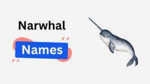 narwhal name ideas