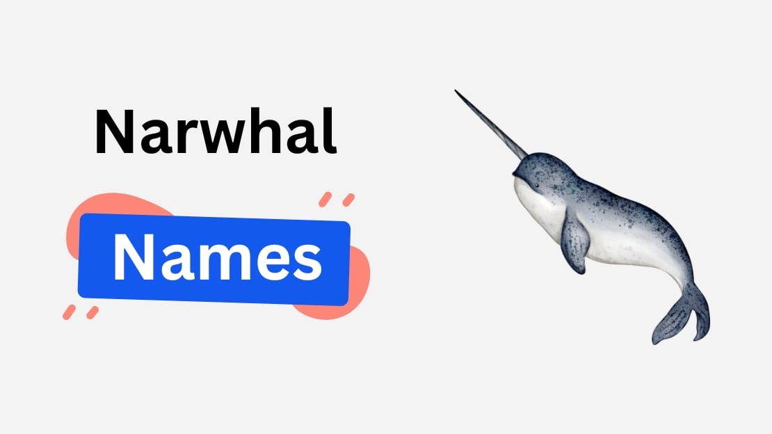 273+ Narwhal Names with Funny, Mythical, Unisex, and Unique Choices 1 narwhal name ideas