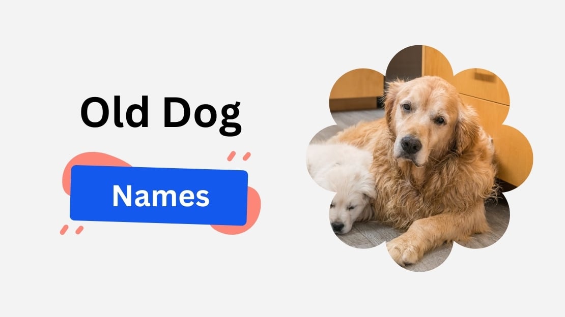 old dog names