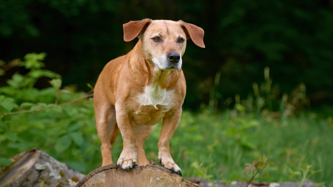 old fashioned dog names