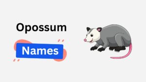 250+ Opossum Names: Funny, Cute, Famous, and Scientific-Inspired opossum name ideas